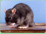 rat control Northumberland Heath