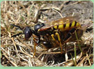 wasp control Northumberland Heath